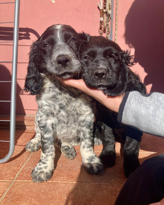 Breton espaniel tedesco