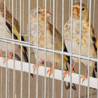 Cardellini major 2024