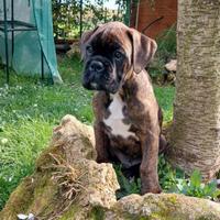 Cucciolo di boxer