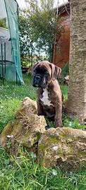 Cucciolo di boxer