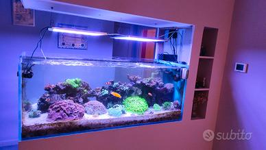 Acquario marino
