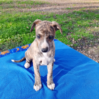 Cuccioli levriero whippet