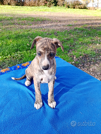 Cuccioli levriero whippet