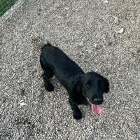 Vendita cocker spaniel inglese