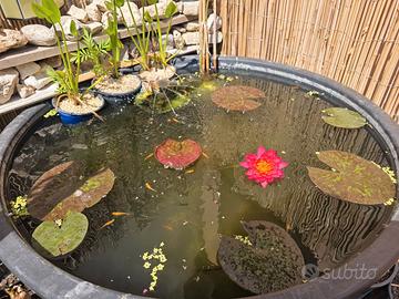 Medaka Red King (Oryzias Latipes) – Alta Selezione
