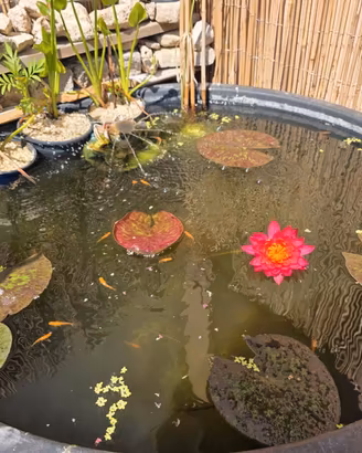 Medaka Red King (Oryzias Latipes) – Alta Selezione