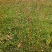 Ballette fieno prato stabile