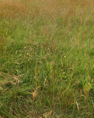 Ballette fieno prato stabile