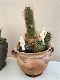 pianta mammillaria 