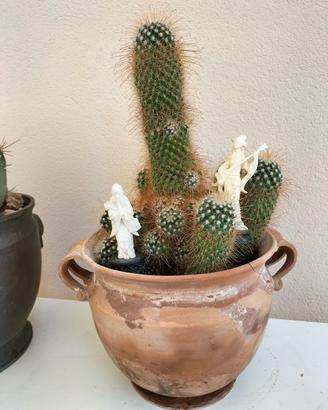 pianta mammillaria 