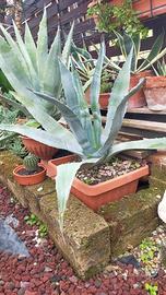 AGAVE AMERICANA BLU'