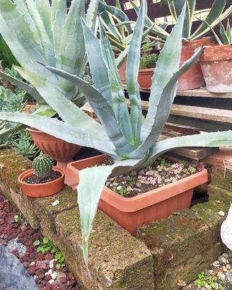 AGAVE AMERICANA BLU'