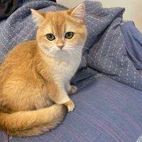 British Shortair Julie