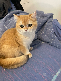 British Shortair Julie