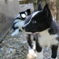 Cani razza Laika Russo-Europeo