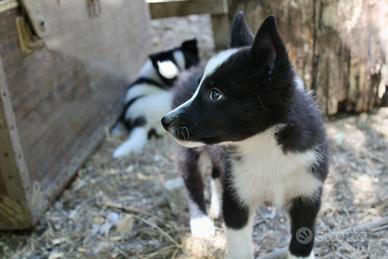 Cani razza Laika Russo-Europeo