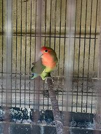 Inseparabili giovani