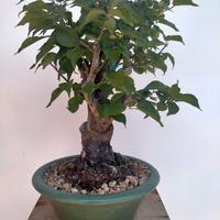 Bonsai prunus mume