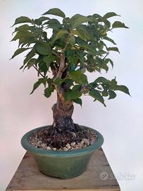 Bonsai prunus mume