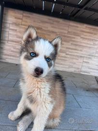 Cuccioli Husky Siberian