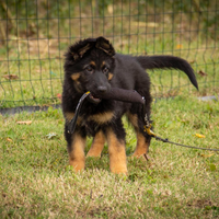 Cucciole pastore tedesco