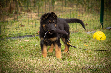 Cucciole pastore tedesco