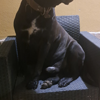 Cane corso stallone