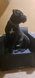 Cane corso stallone