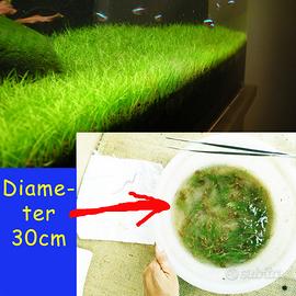 Eleocharis parvula piante acquario pratino co2
