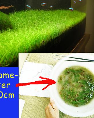 Eleocharis parvula piante acquario pratino co2