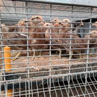 Pulcinotti padovana liscia e riccia