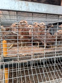 Pulcinotti padovana liscia e riccia