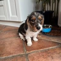 Cucciolo di bassotto