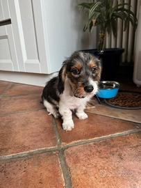 Cucciolo di bassotto