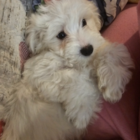 Maltese