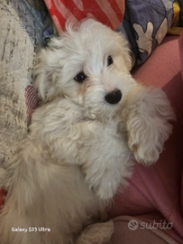 Maltese