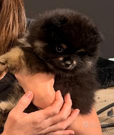 Spitz di Pomerania