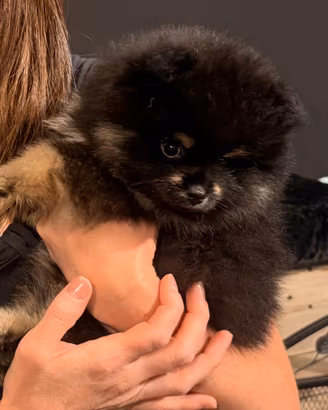 Spitz di Pomerania