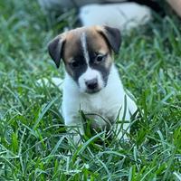 Cuccioli jack russell terrier