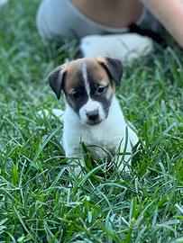 Cuccioli jack russell terrier