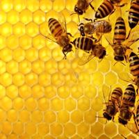 Vendita sciami e famiglie intere oppure sciami su