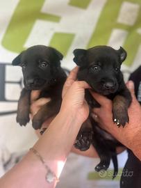 Malinois carbonati