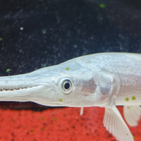 Platinam gar luccio pesci