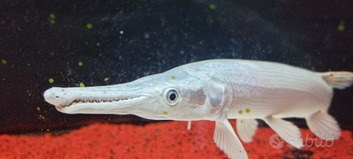 Platinam gar luccio pesci