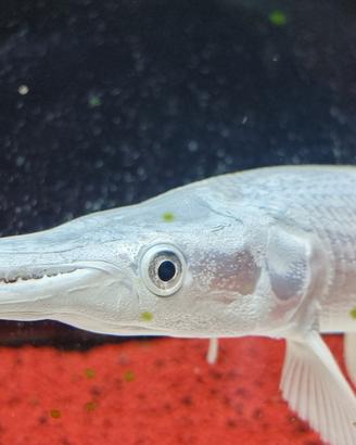 Platinam gar luccio pesci