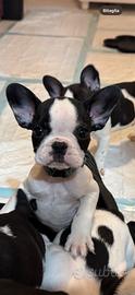 Bulldog francese