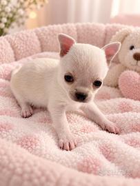 Chihuahua bianco crema femmina pedigree ENCI