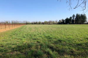 Bel terreno agricolo a Manzano (Ud) da 18.000 mq