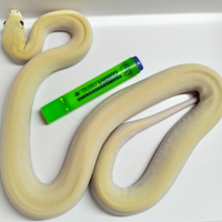 Pitone Moluro Maschio Bivittatus