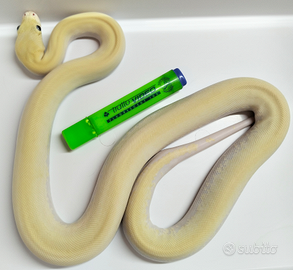 Pitone Moluro Maschio Bivittatus